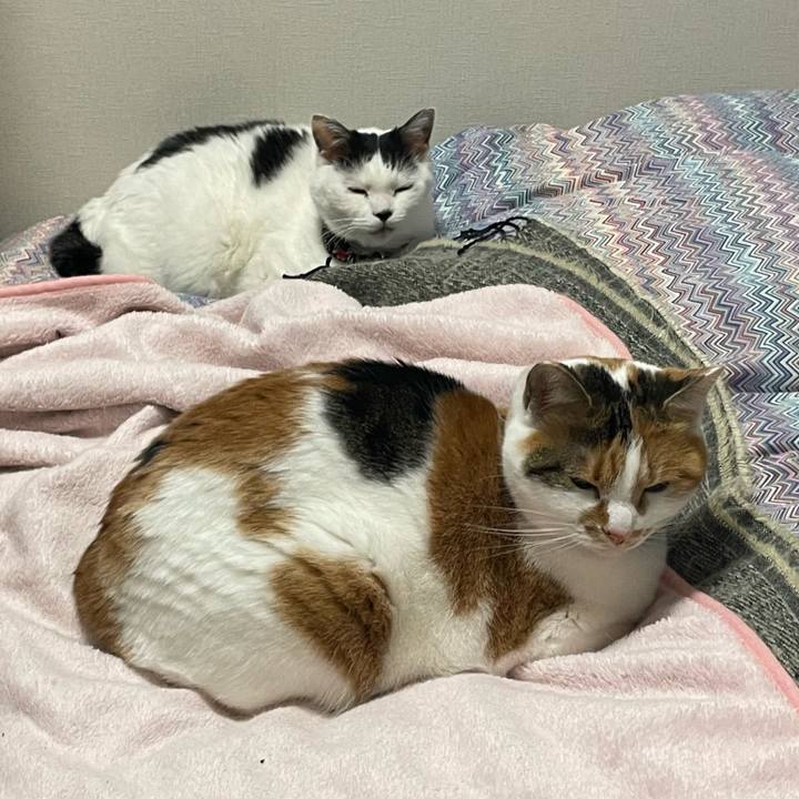 C9b08982 b4be 4331 9ccf e97ed9aca74e 1703599832958