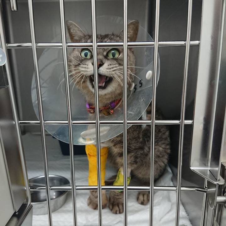 C9b0a454 e976 40c7 8b8f 42dc5cde4cf3 1586070954720