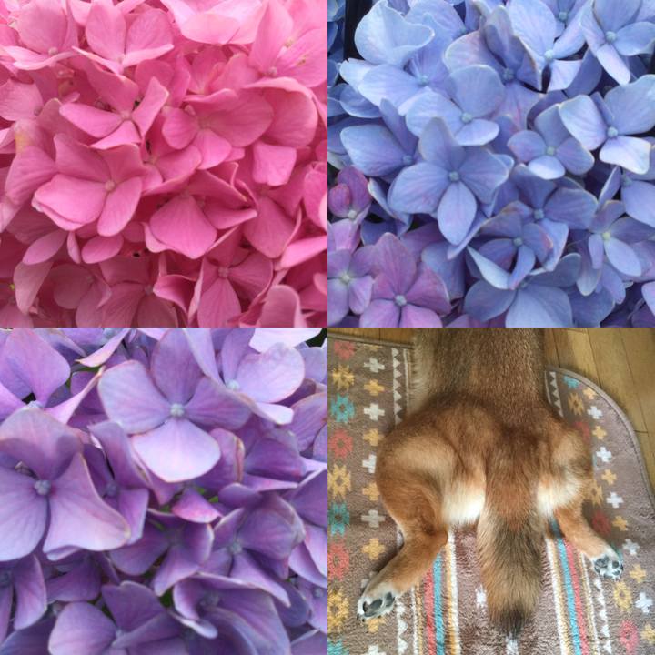 C9b1c2bc d6ea 4f81 a493 53a5748543bd 1559613162565