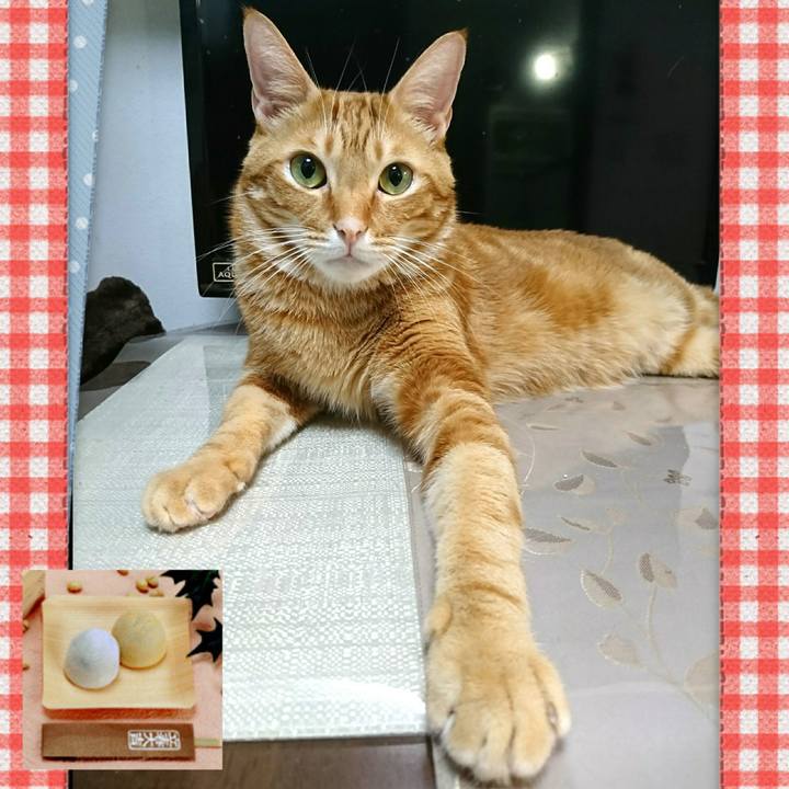 C9b28a48 4613 4206 9b5c 80a65ac3cfb5 1548968412900