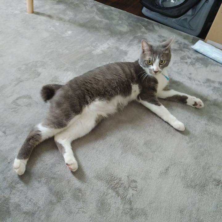 C9b2fcf7 31fe 4676 9c64 ea3a9bf8ee2d 1591226234032