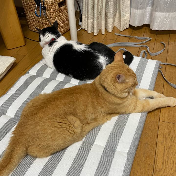 C9b43391 964f 4635 a2ea 97e251897c86 1625832236553