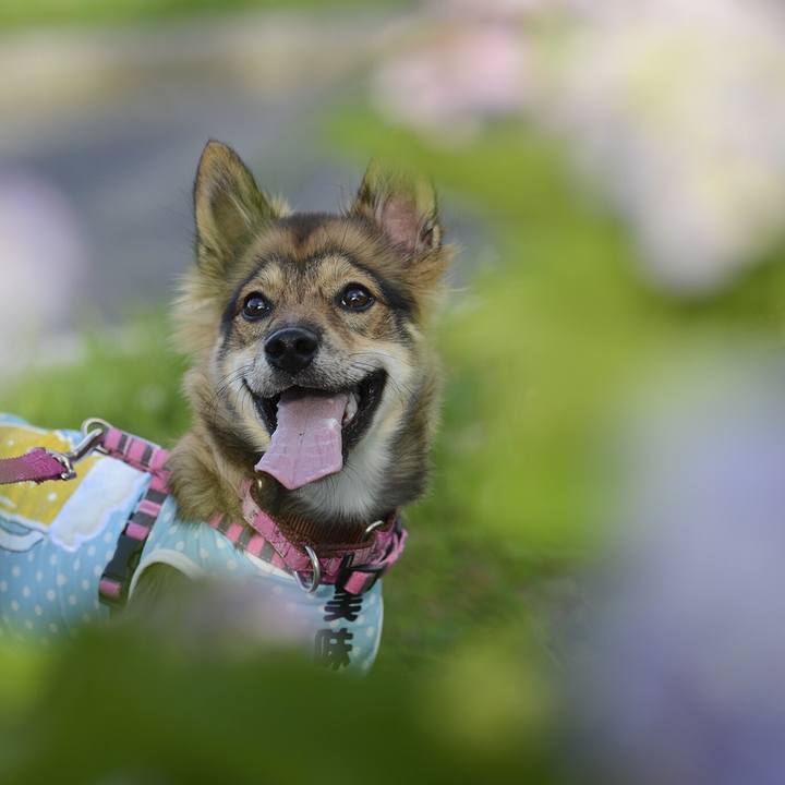 C9b4d0f7 be82 4c42 8c2d 3efb2b2781d8 1530187452548