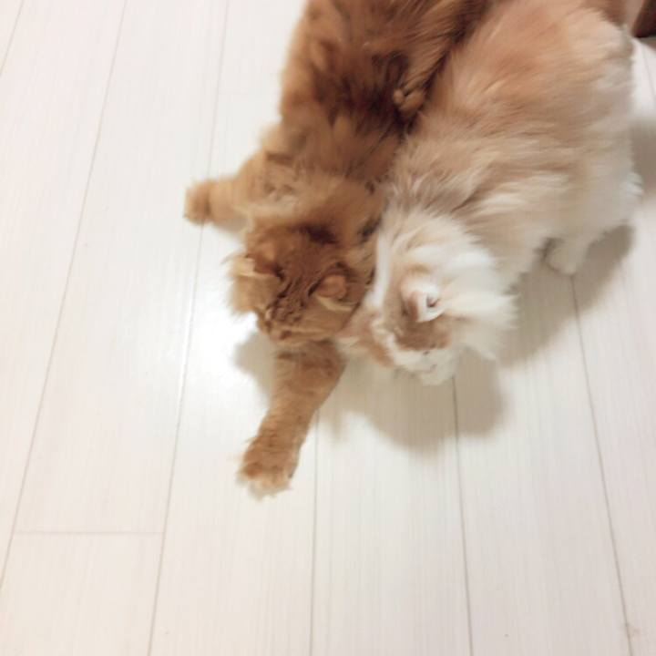 C9b734d9 05fb 4545 9b8a 608d7076b63a 1510176407502