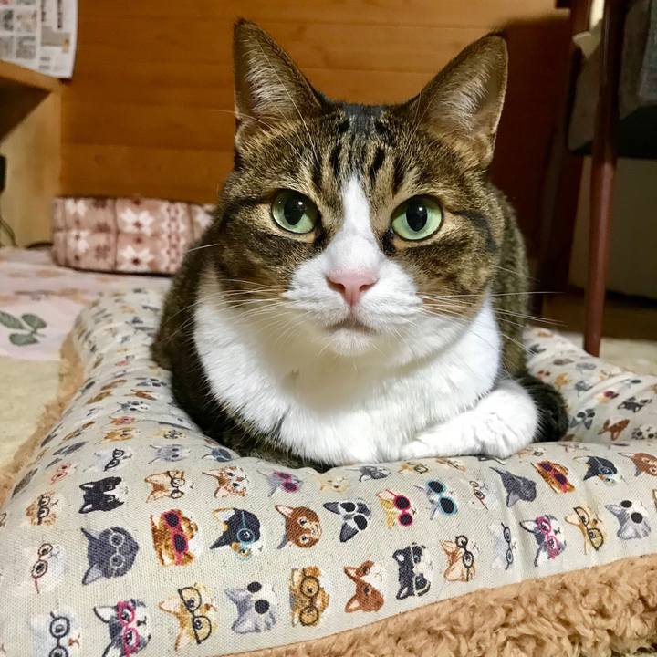 C9b80047 6d4b 4bfd b16f 37f5d755f902 1540908160361