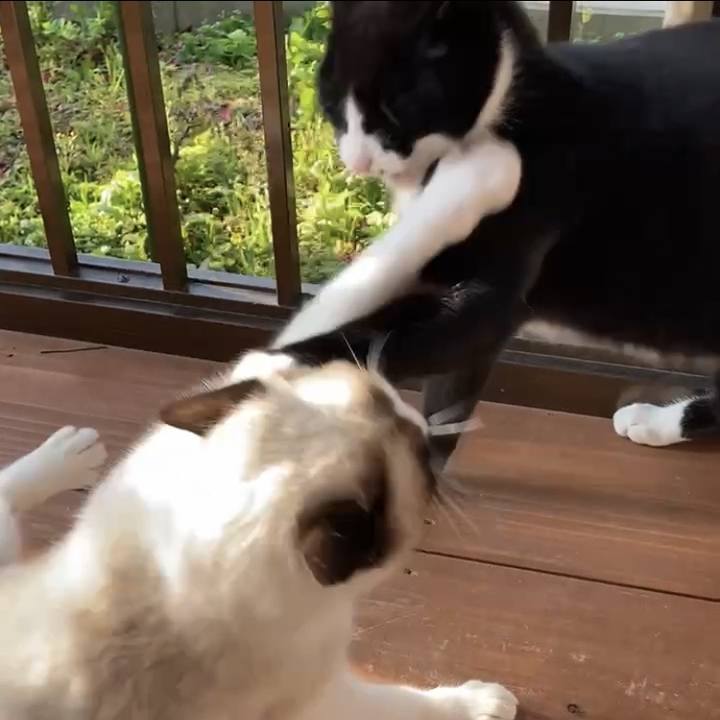 C9bb3f29 a2ab 4e0d bc48 8c4c573c492b 1732131912806