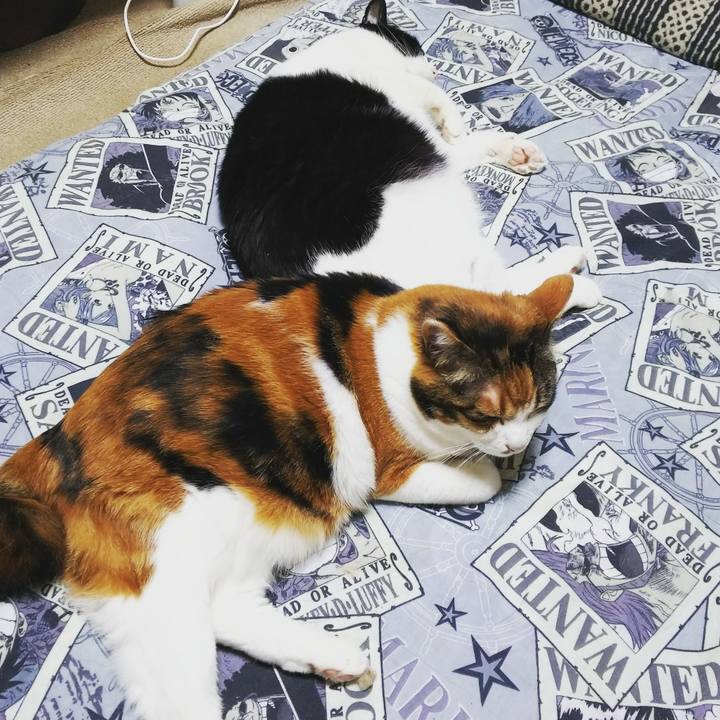 C9bc83f1 71de 40eb aec3 47ef9a9c0b42 1527078732056