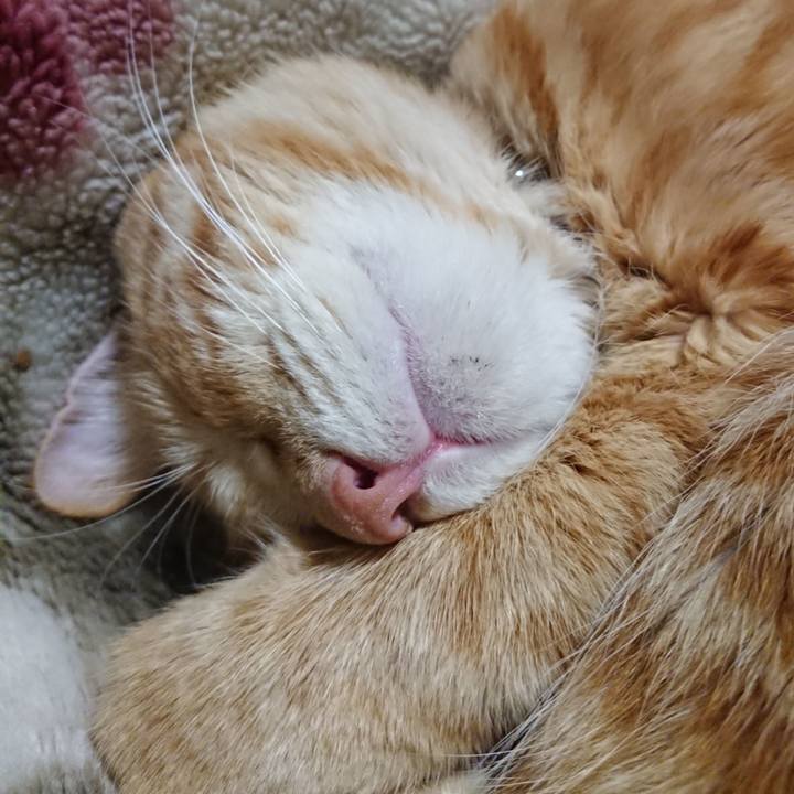 C9c83d87 0c86 436a 9a45 ebf6ee1c33a2 1644498142332