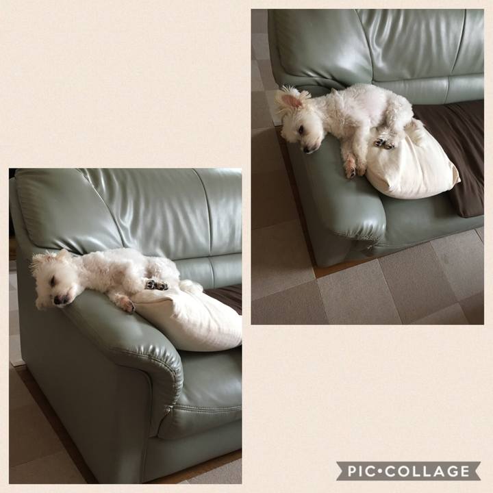 C9c85121 93a9 41c9 aa38 ee019f916c97 1565507642390