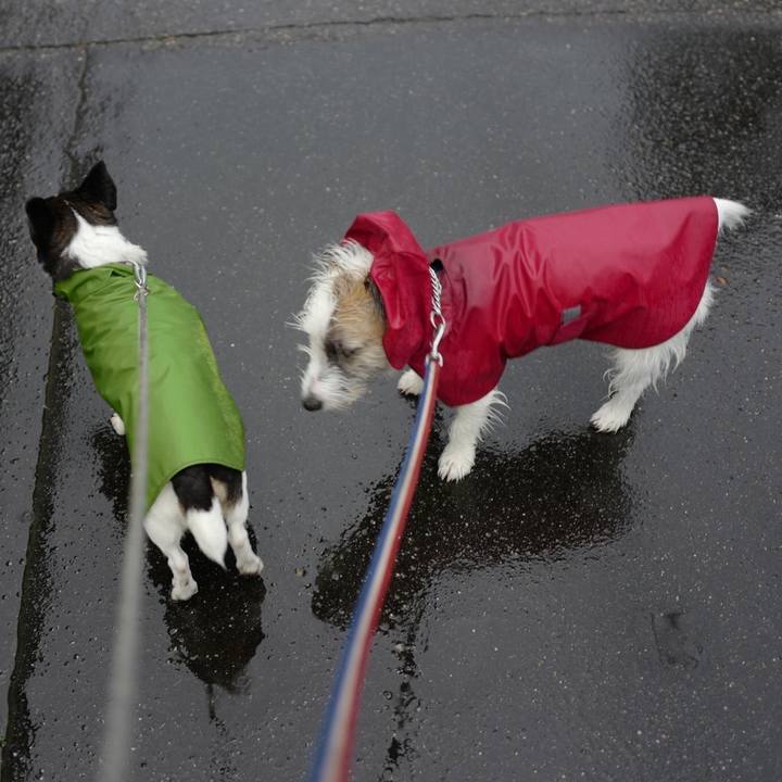 C9c8edc2 2a4c 4a41 99c4 f09d6cf6ee8a 1510891966020