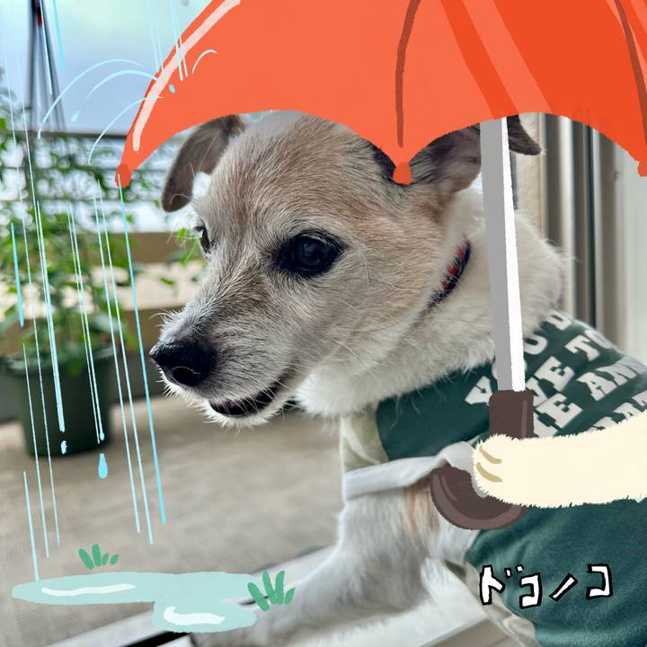 C9c9e9a1 dabd 4a17 a462 ec30bf184b4d 1749523803631