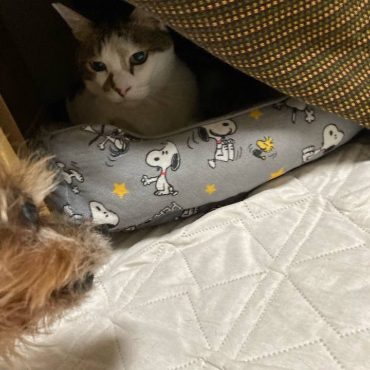 C9cc141d 5b15 4853 9bd2 085ad6a88dc2 1698925232475