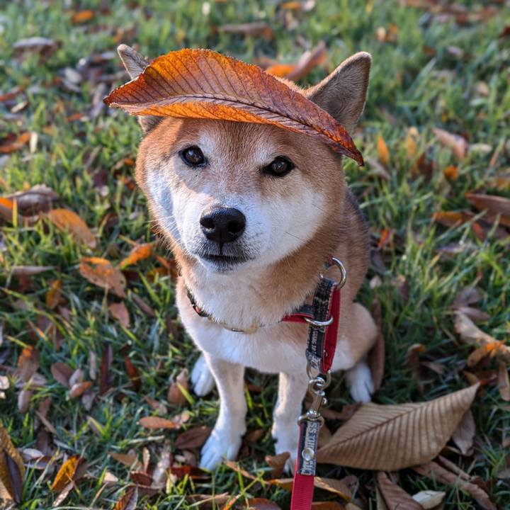 C9cc277e 6480 4aaa b2a0 c3be52c8d9e8 1730947463393