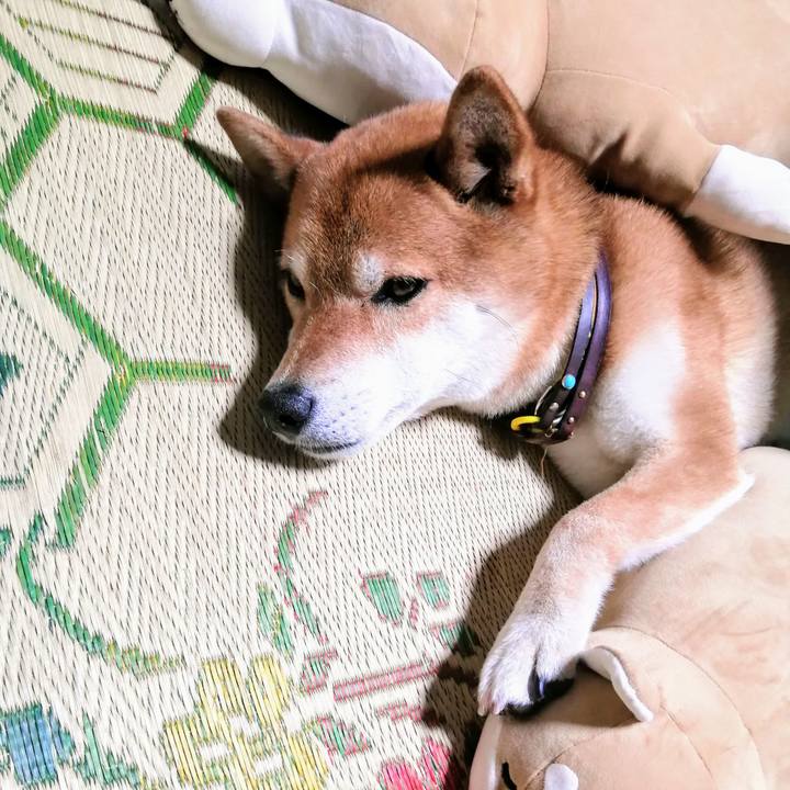 C9ccf2c5 74de 41fd 901d 672b9aaf4b42 1623582156753