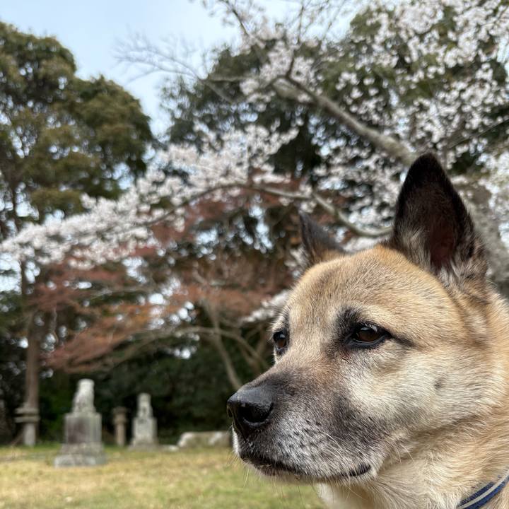 C9d081bd 5f2b 4e81 995e 8461ab3c1077 1743849189156