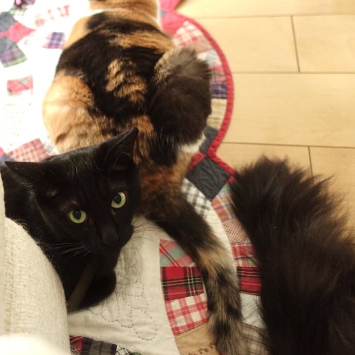 C9d0ebca f651 4304 af8f 8c90dbfa0036 1537154247803