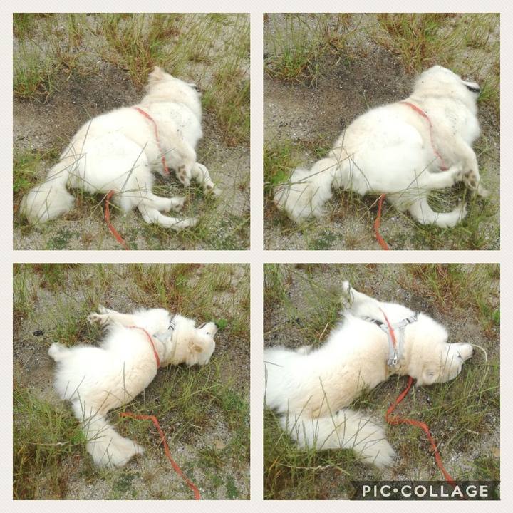 C9d3a7e6 09f5 4fd1 aa0d a431345e1f38 1526624790658