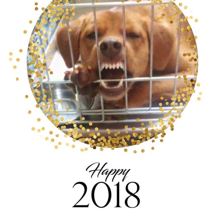 C9d920c5 16ed 41ac 9a7f 6fc2d9d8a67e 1514734460076