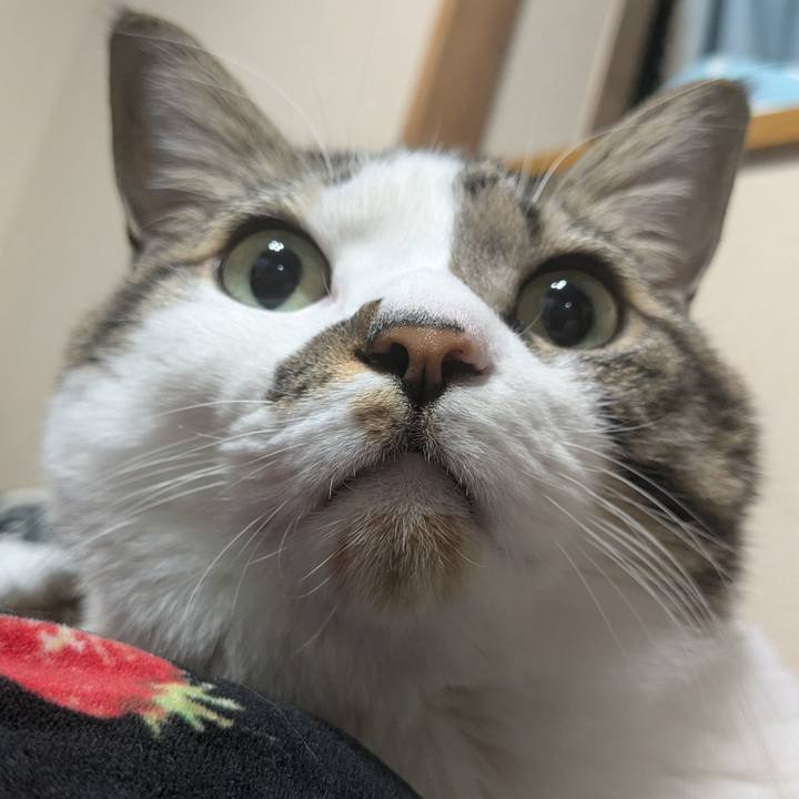 C9dc37a3 c1c3 4dfd 84d7 56081d526b8d 1765919099687