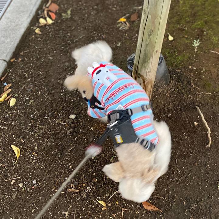 C9dc517a fb67 414e 8552 ef85a77db231 1573509408540