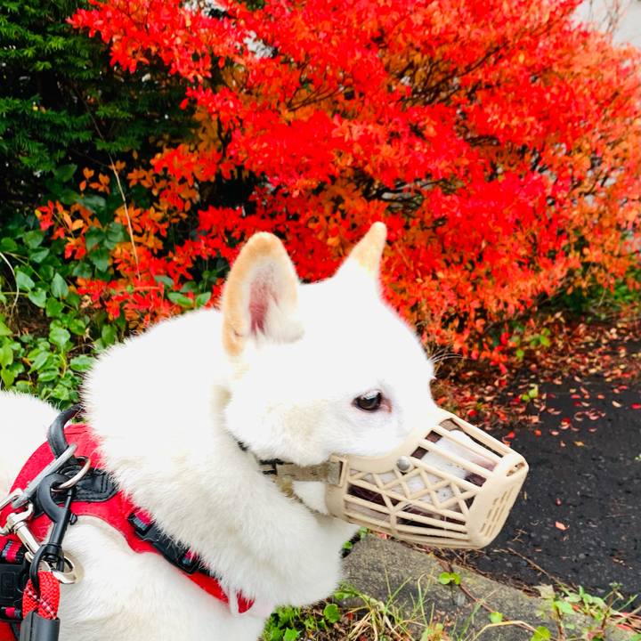 C9dd3fe1 f7ac 4f02 b904 de089f2e0051 1636506952703