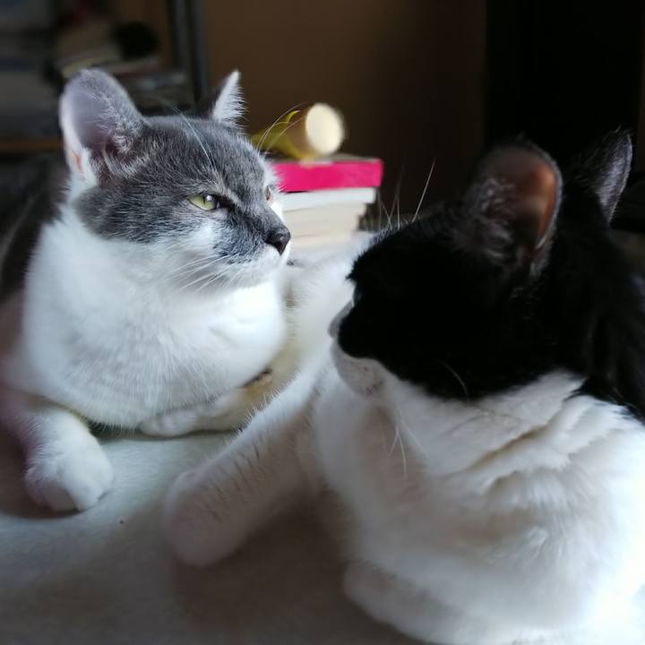 C9e04cce 8a9b 48b0 835e 8682dc7452e2 1531975792742