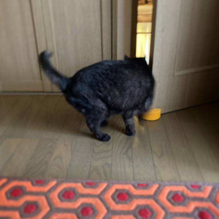 C9e1d44f 4a2c 4ac4 8897 3d0a7526b372 1597452454828