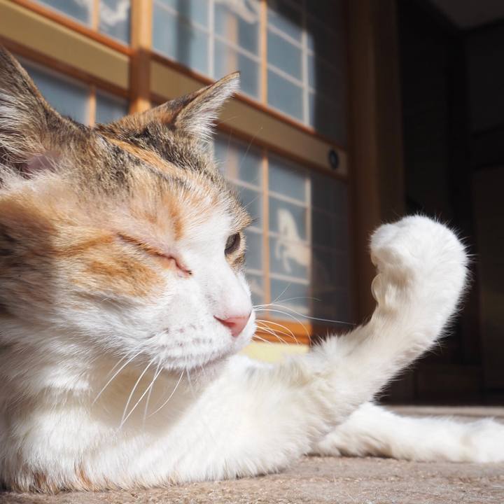 C9e2b2ba 2252 4707 b5f5 a3c7dfa67290 1765799748994