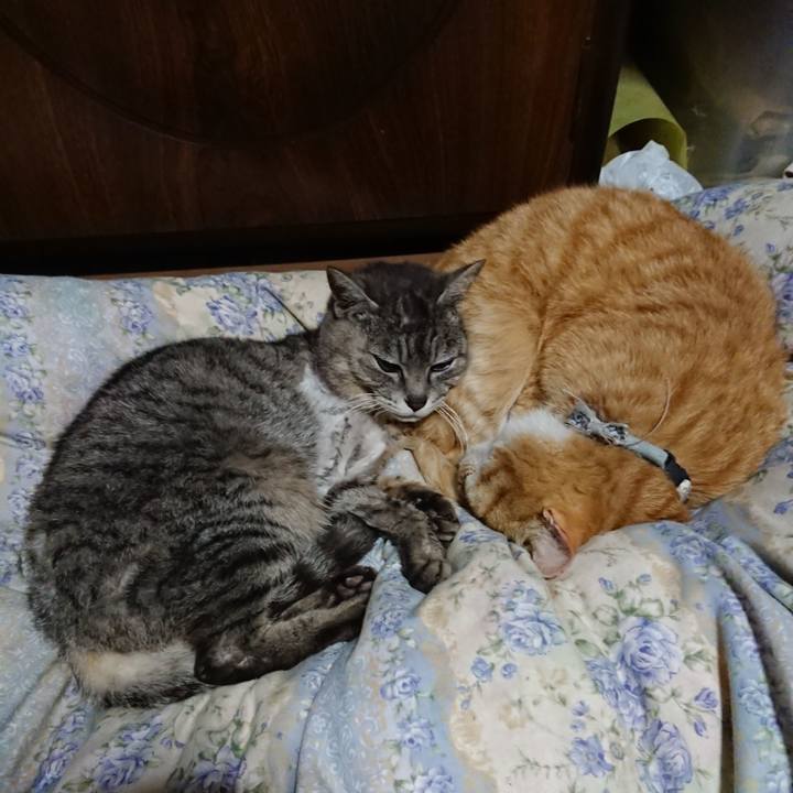 C9e34359 a1a2 4f3c 974b b773a880ed9f 1589370546602