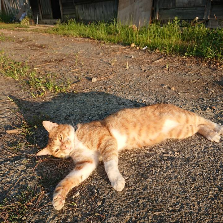 C9e35d77 afe2 4428 a4fe 4ed5a4a49743 1598476212547