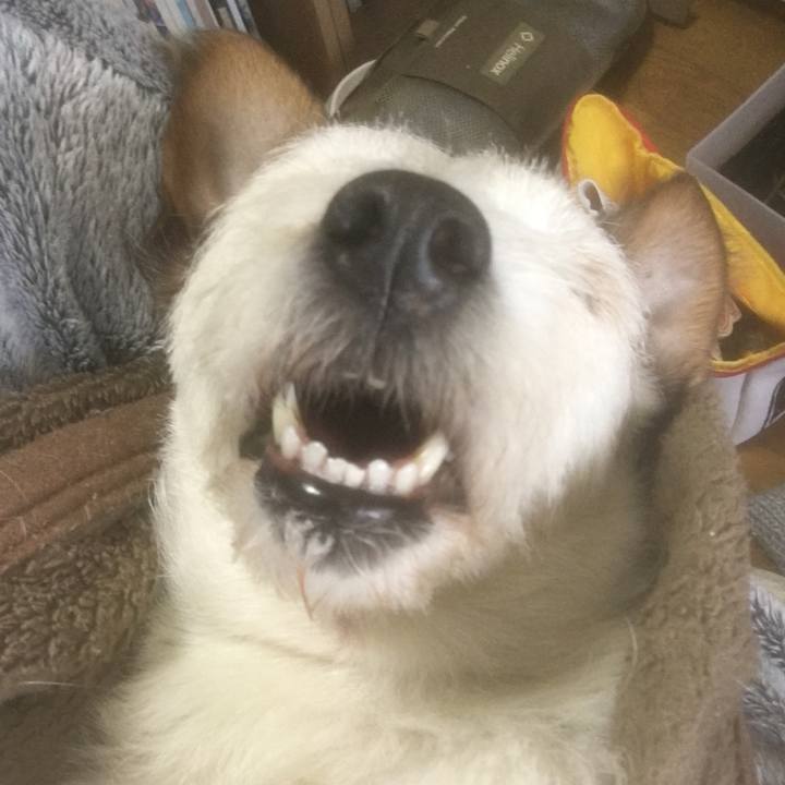 C9e786fc cb08 44f2 b9e9 fcc4c8a7be06 1636021272433