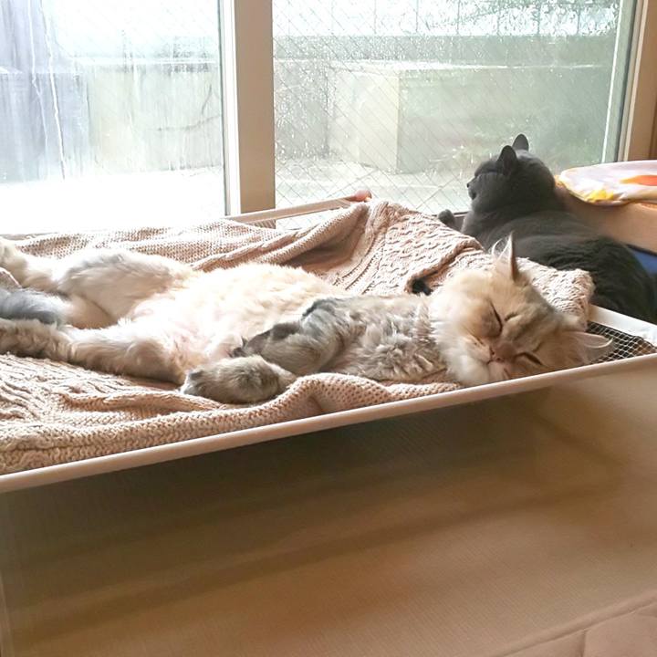 C9e8cf7f 0ee7 4516 9890 4dded4a6b59d 1593308319147