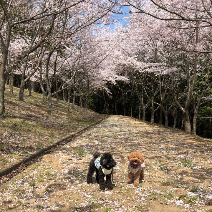 C9e8f04c 86c3 409c 9562 2a8db7d2523c 1586509599922