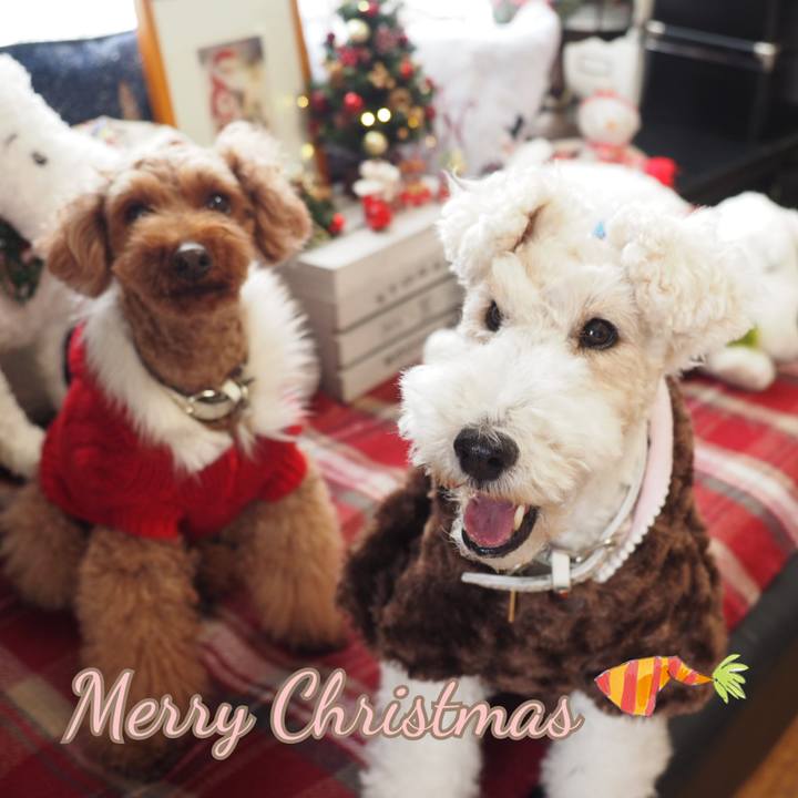 C9ea8d4a 9b14 4247 a82f 237a2d8d7074 1545653197787