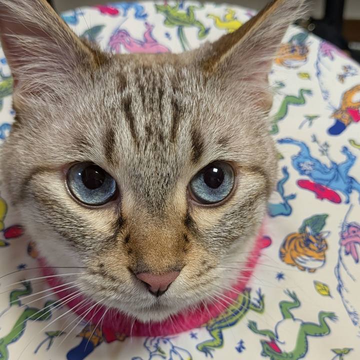 C9eff626 3124 4349 b6c5 13efb85045ca 1754609068384