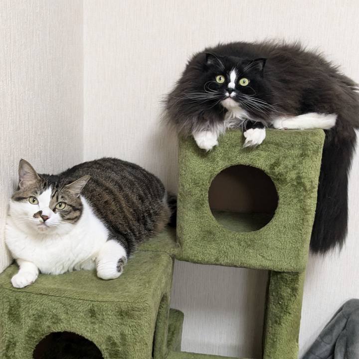 C9f0d554 140b 40ae b06c 52bce173207e 1733047330741