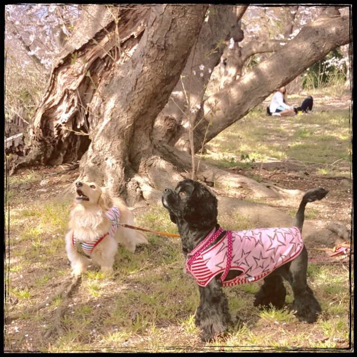 C9f1afb2 a5cf 4781 85a4 9b4d3bbbad20 1522229365172