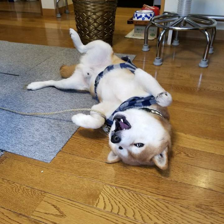 C9f1fd31 b4b0 4720 bd19 c677a223543c 1515292758102