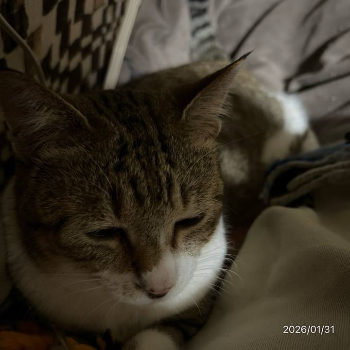 C9f407e3 1428 41e8 9a41 ecb4d526f2cd 1769810229487