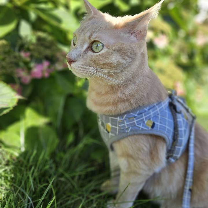 C9f42203 7b27 43d7 93f8 693766ddb0ed 1695516613608