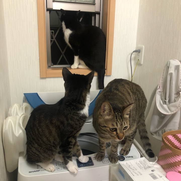 C9fa953c 5f4d 4d0c 9437 81096bca696c 1589167724358