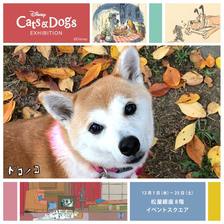 C9faf08f 0a53 438f a6fc b0dd53104992 1638341397296