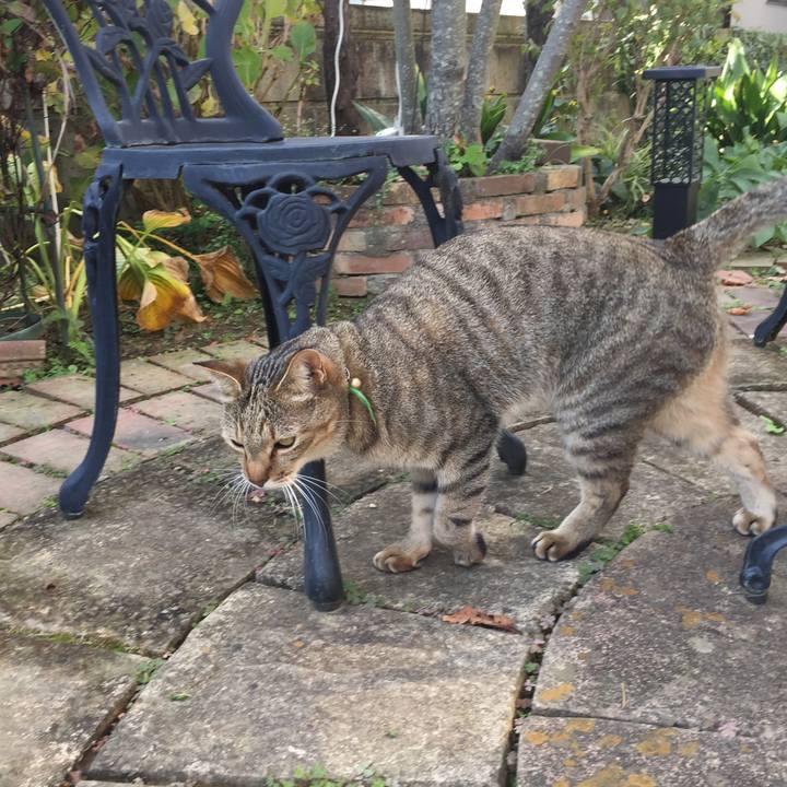 C9fafe26 d1d4 40e5 9f8c 1330c514ce26 1542423273208