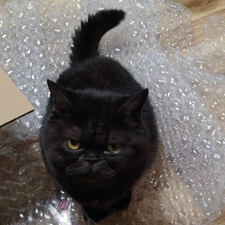 C9fc0662 9705 4f2f 83ef db3499f9f69f 1635852545852