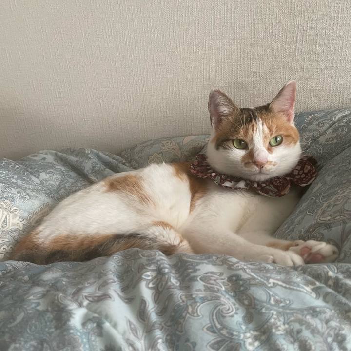 C9fc996a 00e2 43fe abf2 aeac6389b13d 1755911332686