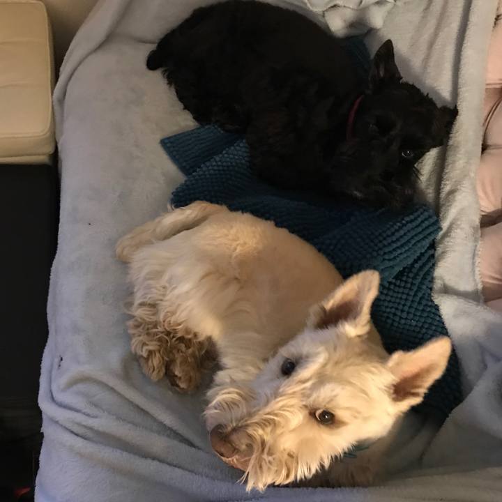 C9fe262d 804b 4850 b0cd afb2374c7380 1553603501327