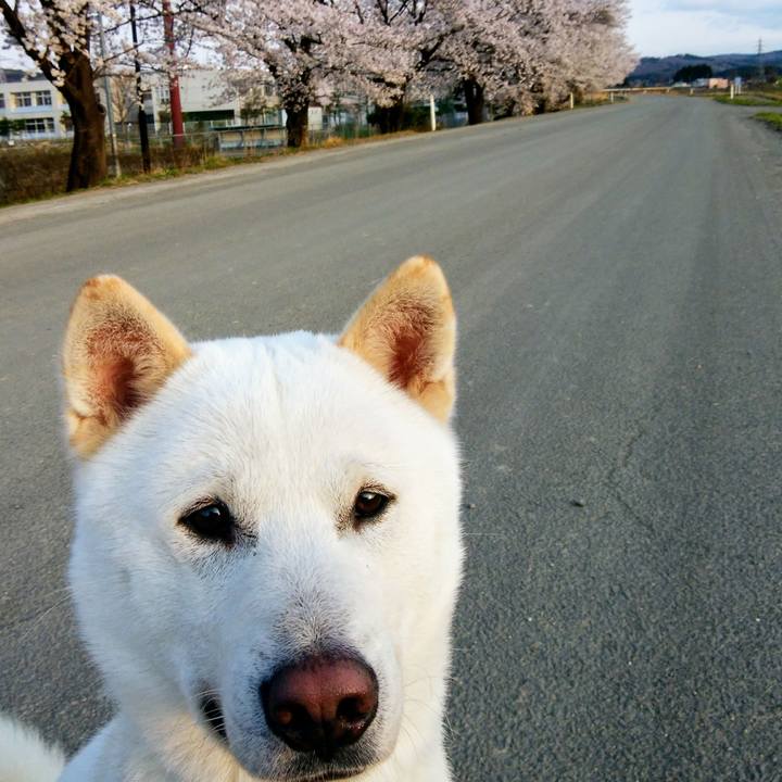 C9fff6ec e6ea 4af2 a1ed 0a74bc0752da 1523245372962