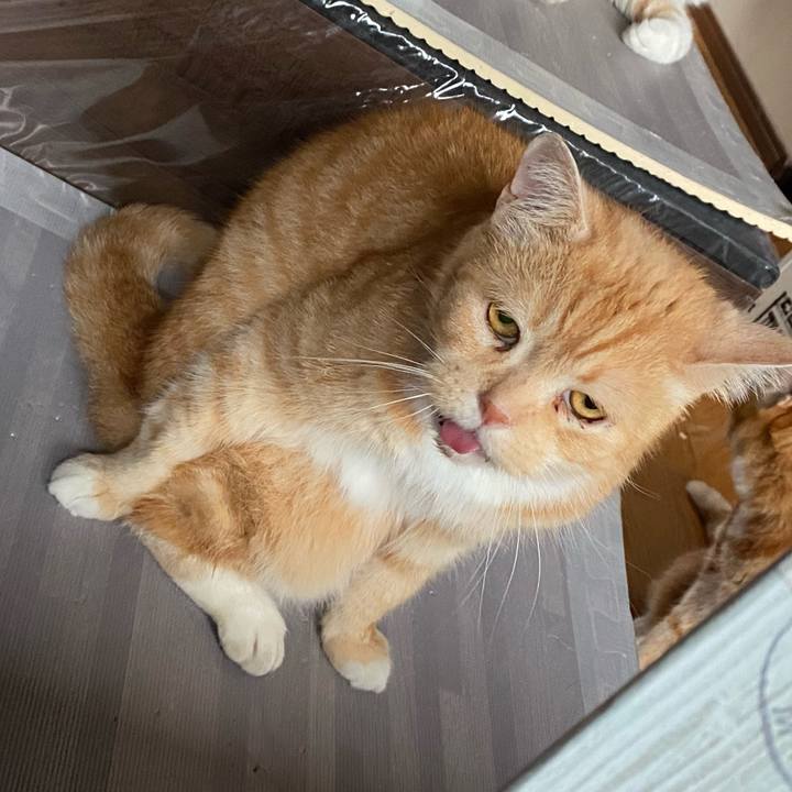 Ca01ca36 85ee 45f6 b7ac 8a92caf90b10 1621499582113