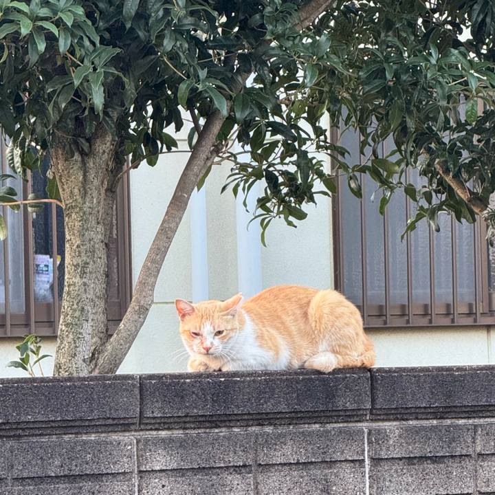 Ca029e52 018a 4cbb a303 211c2f196ba9 1755486977549