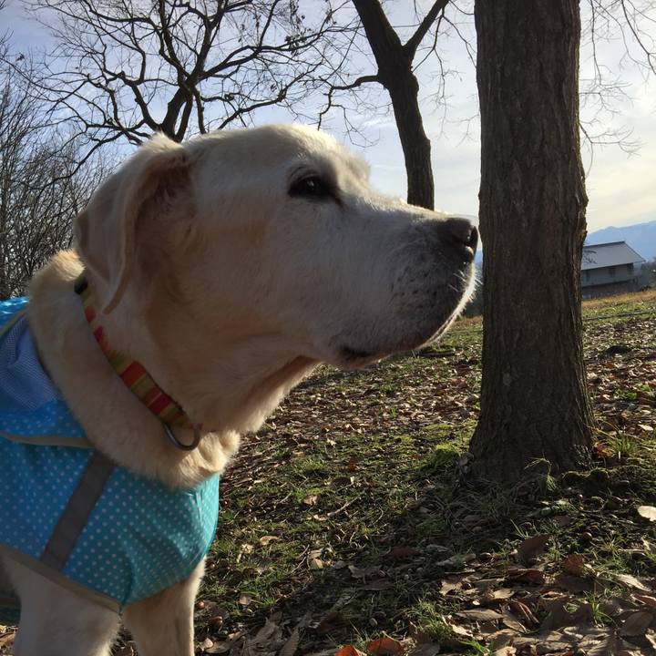 Ca032d50 ea0c 4e84 a4e4 0540394aafea 1544921202574